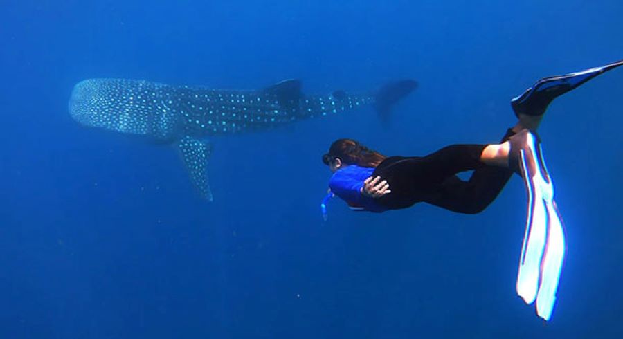 Chasing Giants: How to See Sumbawa Whale Sharks from Lombok — A Journey Worth Every Ripple