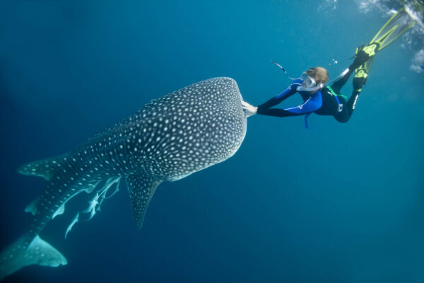 Whale Shark Tour Sumbawa: An Unforgettable Ocean Encounter Far from the Crowds